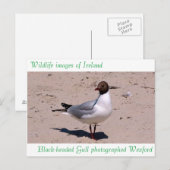 Wildlife images auf Postkarte (Vorne/Hinten)