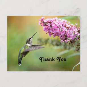 Wildlife Kolibri Blumen Foto Danke Postkarte