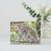 Wildlife Leopard Jungle Fotografie Postkarte (Stehend Vorderseite)