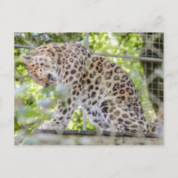 Wildlife Leopard Jungle Fotografie