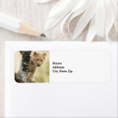 Wildlife Lion Cub Foto (Insitu)