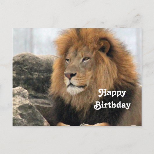Wildlife Lion Foto Birthday Postkarte (Vorderseite)