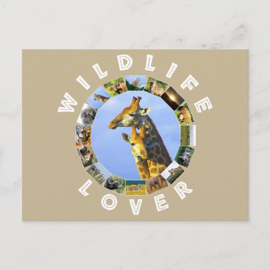 Wildlife Lover Giraffe Cuddles Postkarte (Vorderseite)