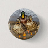 Wildlife Mallard Ducks Foto Button (Vorderseite)