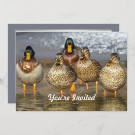 Wildlife Mallard Ducks Foto Geburtstag Einladung