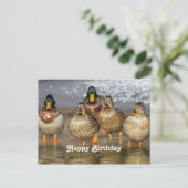 Wildlife Mallard Ducks Foto Geburtstag Postkarte (Stehend Vorderseite)