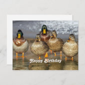 Wildlife Mallard Ducks Foto Geburtstag Postkarte (Vorne/Hinten)