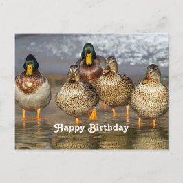 Wildlife Mallard Ducks Foto Geburtstag Postkarte