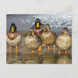 Wildlife Mallard Ducks Foto Postkarte
