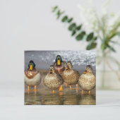 Wildlife Mallard Ducks Foto Postkarte (Stehend Vorderseite)