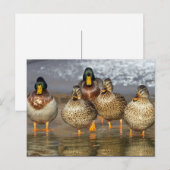 Wildlife Mallard Ducks Foto Postkarte (Vorne/Hinten)