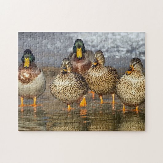 Wildlife Mallard Ducks Foto Puzzle (Horizontal)