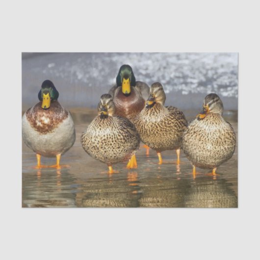 Wildlife Mallard Ducks Foto Seidenpapier (Vorderseite)