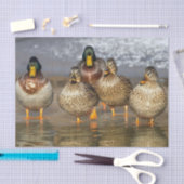 Wildlife Mallard Ducks Foto Seidenpapier (Handwerk)
