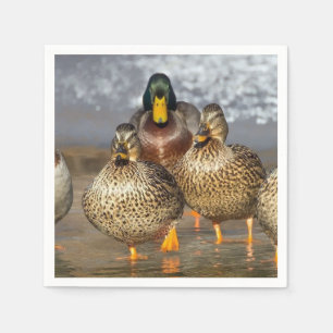 Wildlife Mallard Ducks Foto Serviette