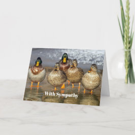Wildlife Mallard Encks Foto Beileid Karte