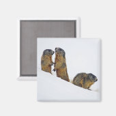 Wildlife Marmots Snow Foto Magnet (Vorderseite/Rückseite)