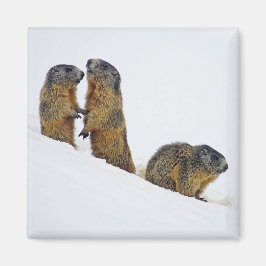 Wildlife Marmots Snow Foto Magnet