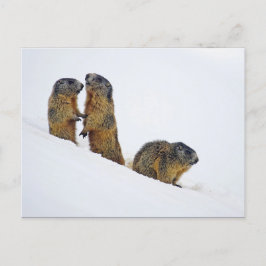 Wildlife Marmots Snow Foto Postkarte