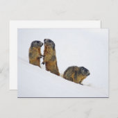 Wildlife Marmots Snow Foto Postkarte (Vorne/Hinten)