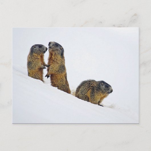 Wildlife Marmots Snow Foto Postkarte (Vorderseite)