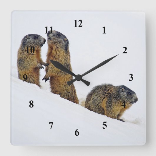 Wildlife Marmots Snow Foto Quadratische Wanduhr (Vorderseite)