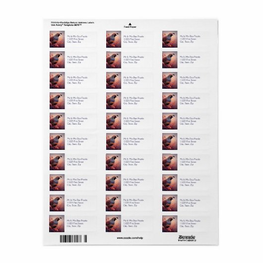 Wildlife Nature California Quail Bird (Vorne)