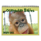 Wildlife Orangutan Babys Kalender (Titelbild)
