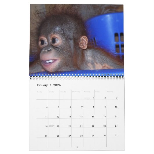 Wildlife Orangutan Babys Kalender (Jan 2026)