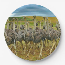 Wildlife Ostrich Flock Foto Pappteller