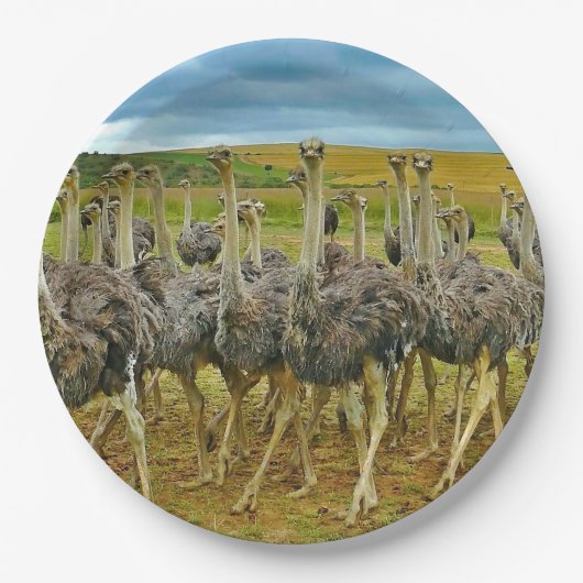Wildlife Ostrich Flock Foto Pappteller (Vorderseite)