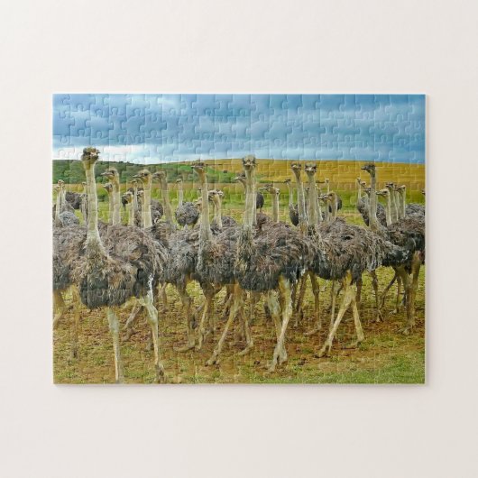 Wildlife Ostrich Flock Foto Puzzle (Horizontal)