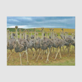 Wildlife Ostrich Flock Foto Seidenpapier