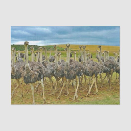 Wildlife Ostrich Flock Foto Seidenpapier (Vorderseite)