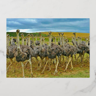 Wildlife Ostrich Flock Gold Geburtstag Folieneinladung