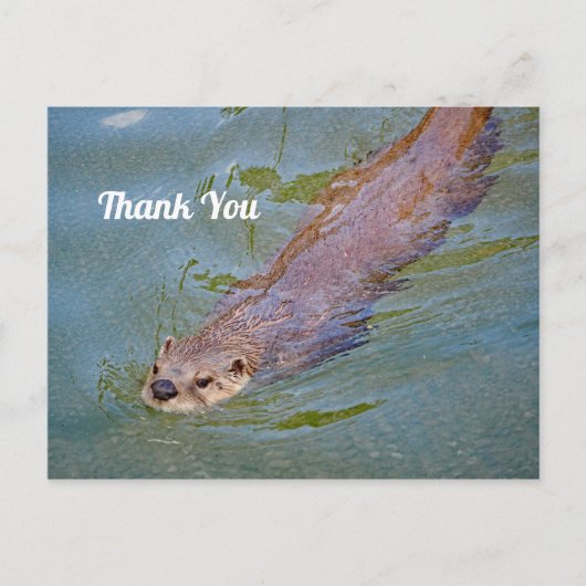 Wildlife Otter Schwimmen Foto Vielen Dank Postkarte (Vorderseite)