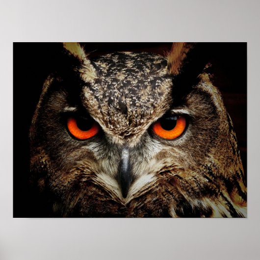Wildlife Owl Poster (Vorne)