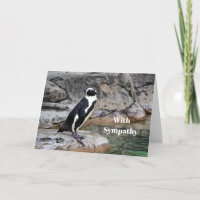 Wildlife Penguin Foto Beileid