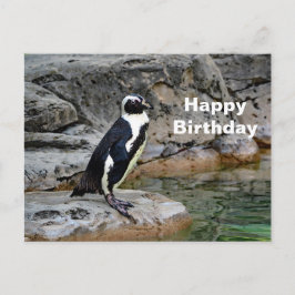 Wildlife Penguin Foto Geburtstag Postkarte