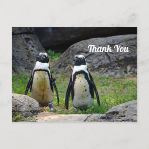 Wildlife Pinguin Paar Foto Danke Postkarte