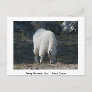 Wildlife Post Card Postkarte