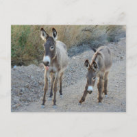 Wildlife postcard, wilder Burro, Esel