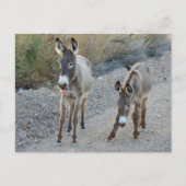 Wildlife postcard, wilder Burro, Esel Postkarte (Vorderseite)