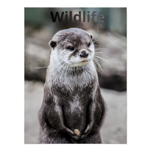 Wildlife Poster (Vorderseite)