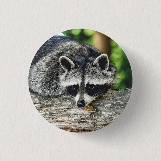 Wildlife Raccoon Log Mammal Foto Button (Vorderseite)