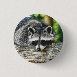 Wildlife Raccoon Log Mammal Foto Button
