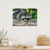 Wildlife Raccoon Log Mammal Foto Poster (Küche)