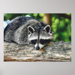 Wildlife Raccoon Log Mammal Foto Poster