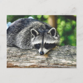 Wildlife Raccoon Log Mammal Foto Postkarte