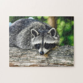 Wildlife Raccoon Log Mammal Foto Puzzle